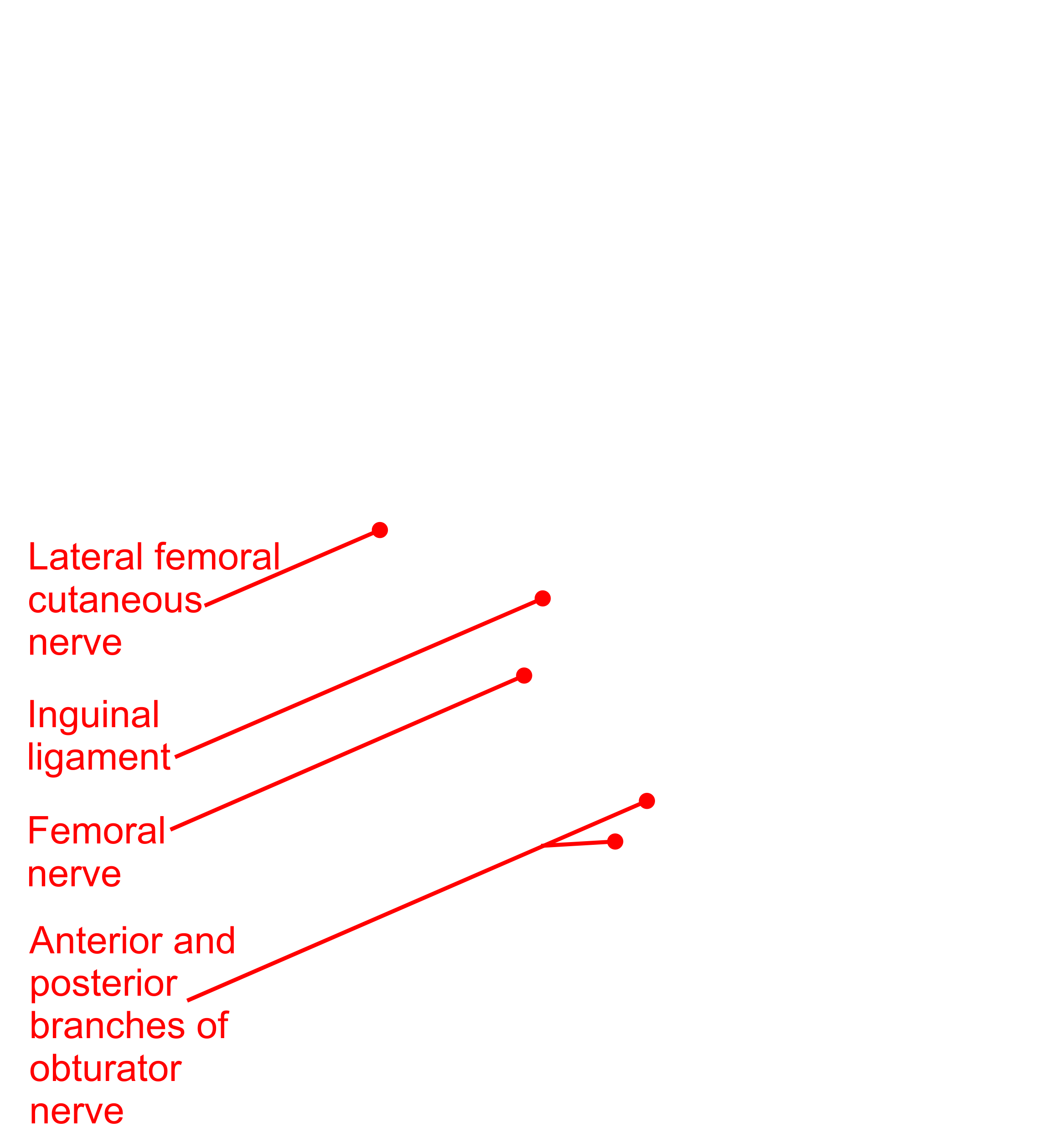 Anatomy Text